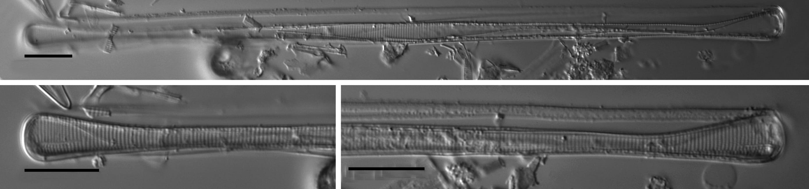 Eunotia spatulata LM3