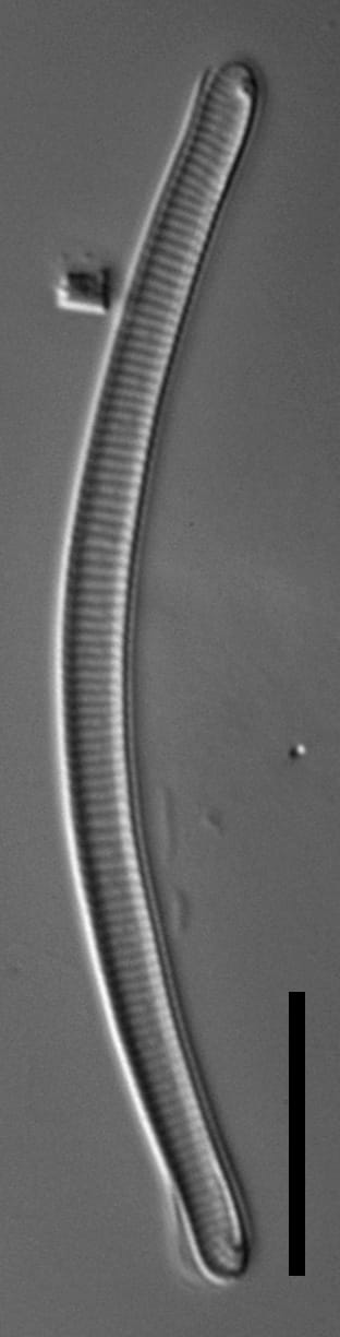 Eunotia 241 073 A 1600X Ps