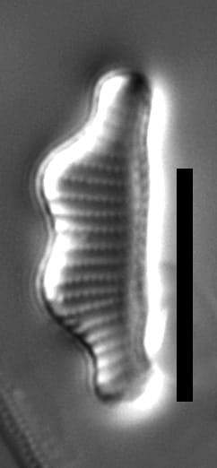 Eunotia 497 116 A 1600X Ps