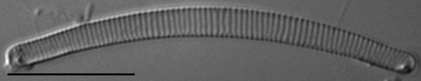 Eunotia 50 076B C  Ss