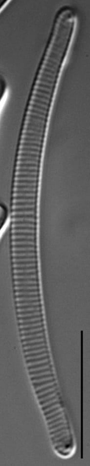 Eunotia 63 076B C  Ss