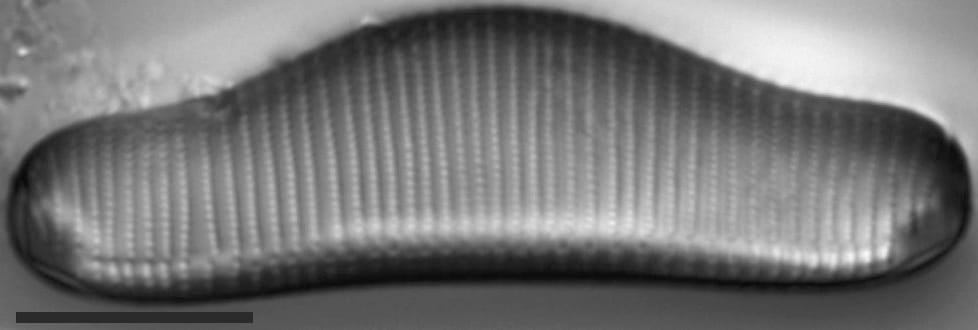 Eunotia areniverma LM7