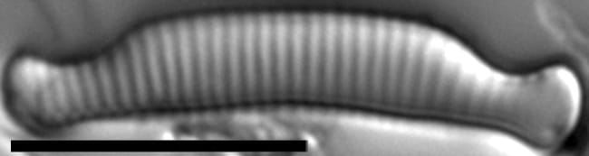 Eunotia cataractarum LM6