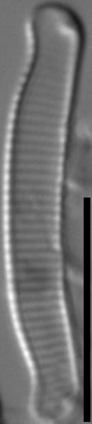 Eunotia enischna LM3