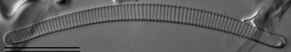 Eunotia Flexuosa 4 068B A  Ss