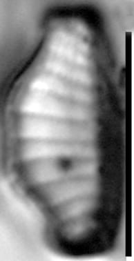 Eunotia kociolekii LM5