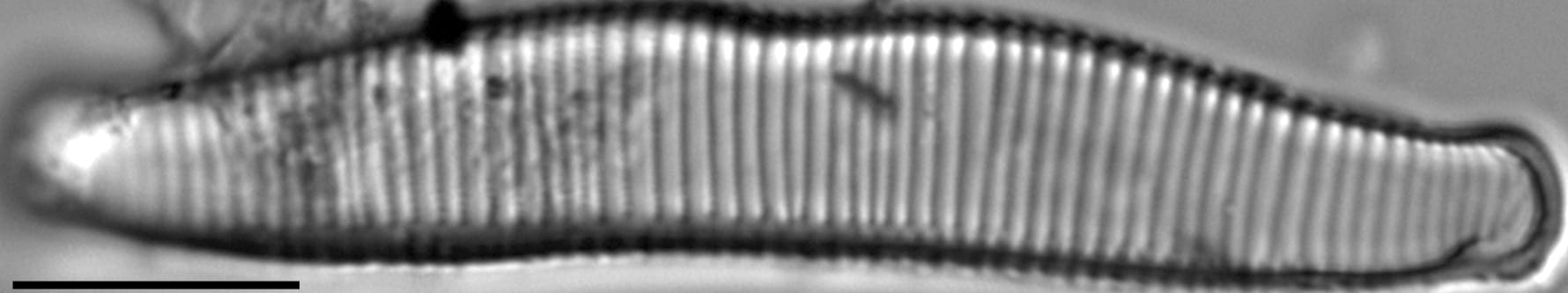 Eunotia kociolekii LM7