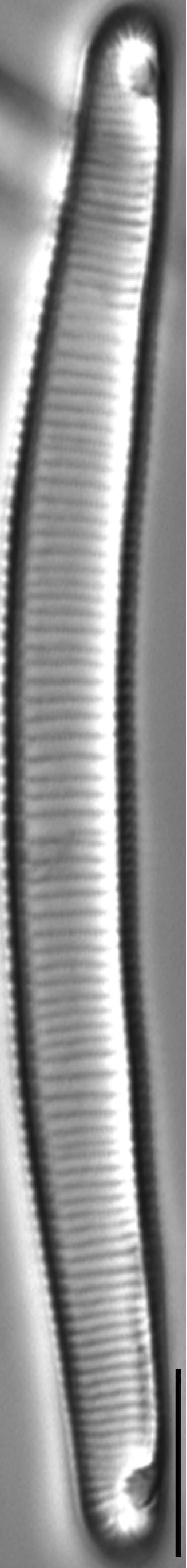 Eunotia Macroglossa 82 69