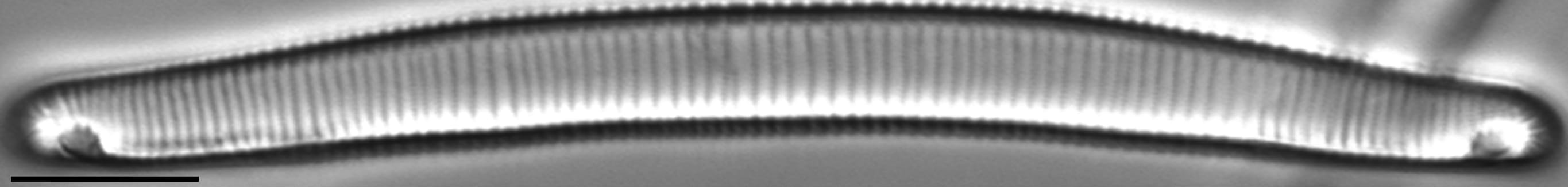 Eunotia Macroglossa 82 69