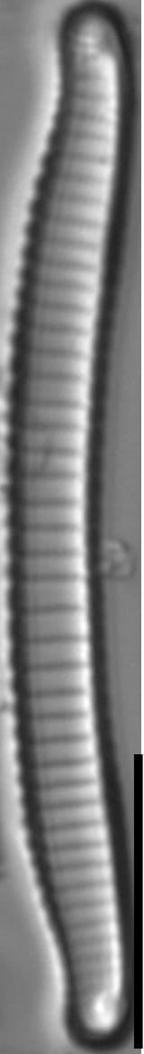 Eunotia mydohaimasiae LM1