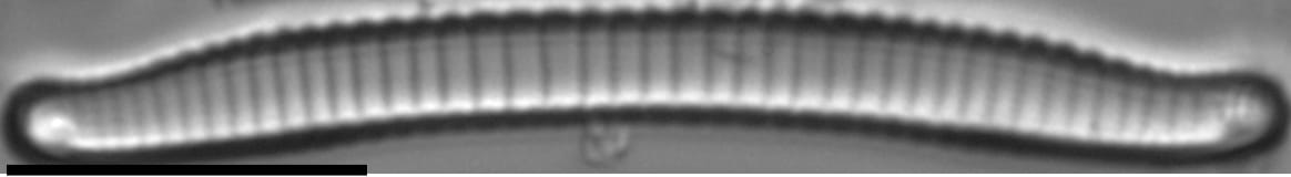 Eunotia mydohaimasiae LM1