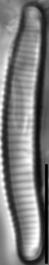 Eunotia mydohaimasiae LM2