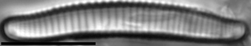 Eunotia mydohaimasiae LM2