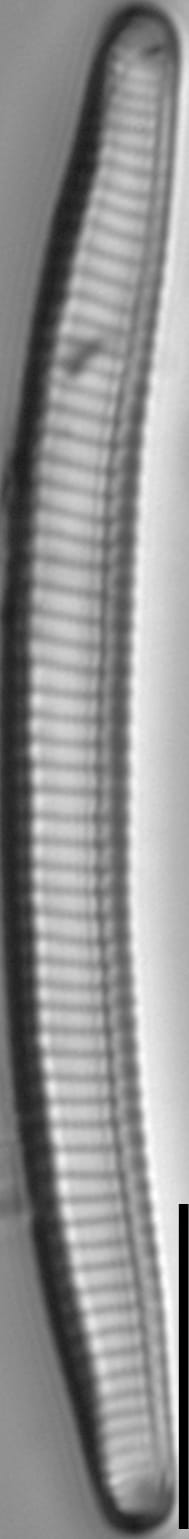 Eunotia mydohaimasiae LM4