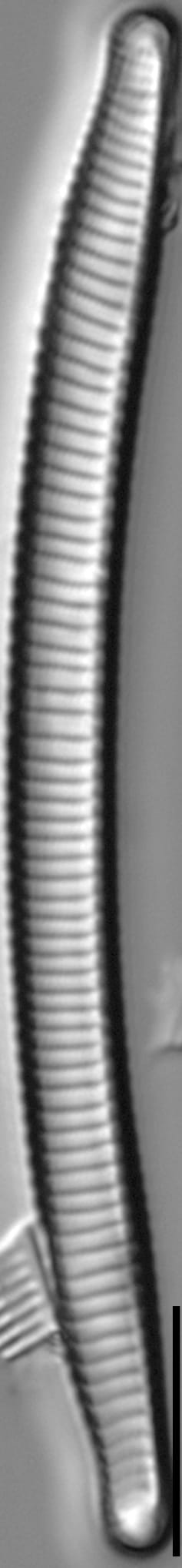 Eunotia mydohaimasiae LM5