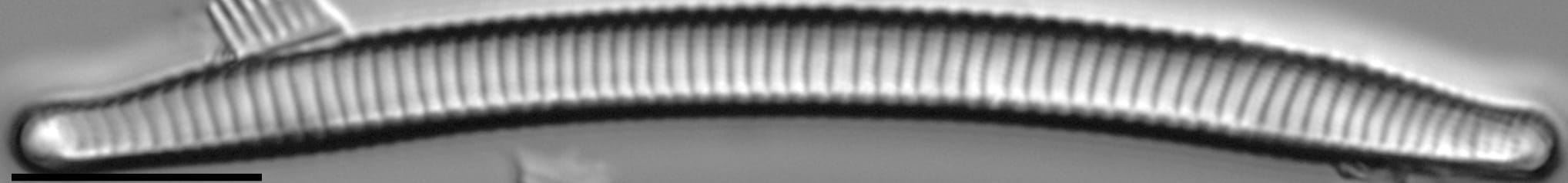 Eunotia mydohaimasiae LM5