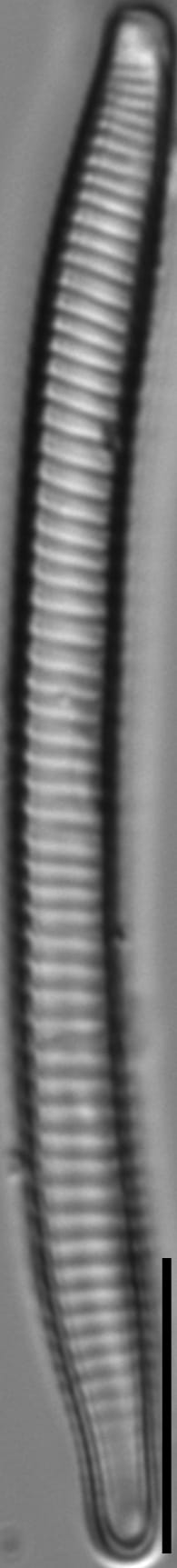 Eunotia mydohaimasiae LM6