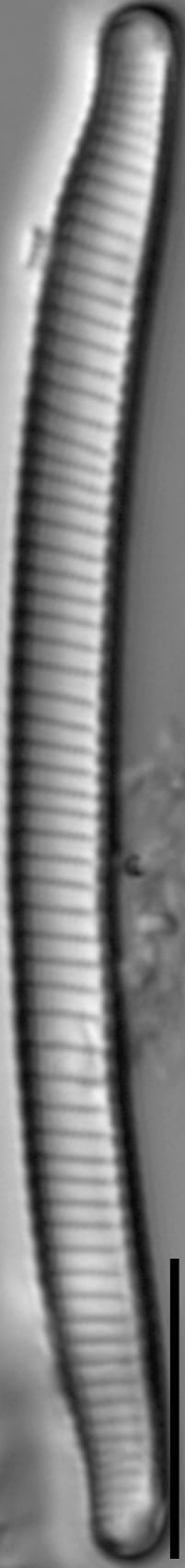 Eunotia mydohaimasiae LM7