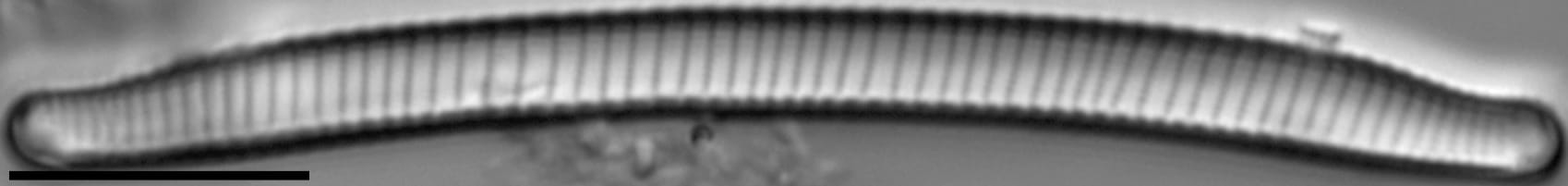 Eunotia mydohaimasiae LM7