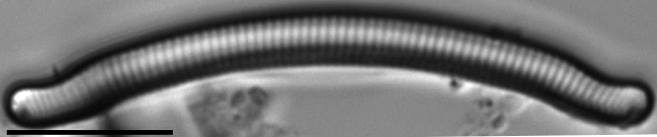 Eunotia nymanniana LM6