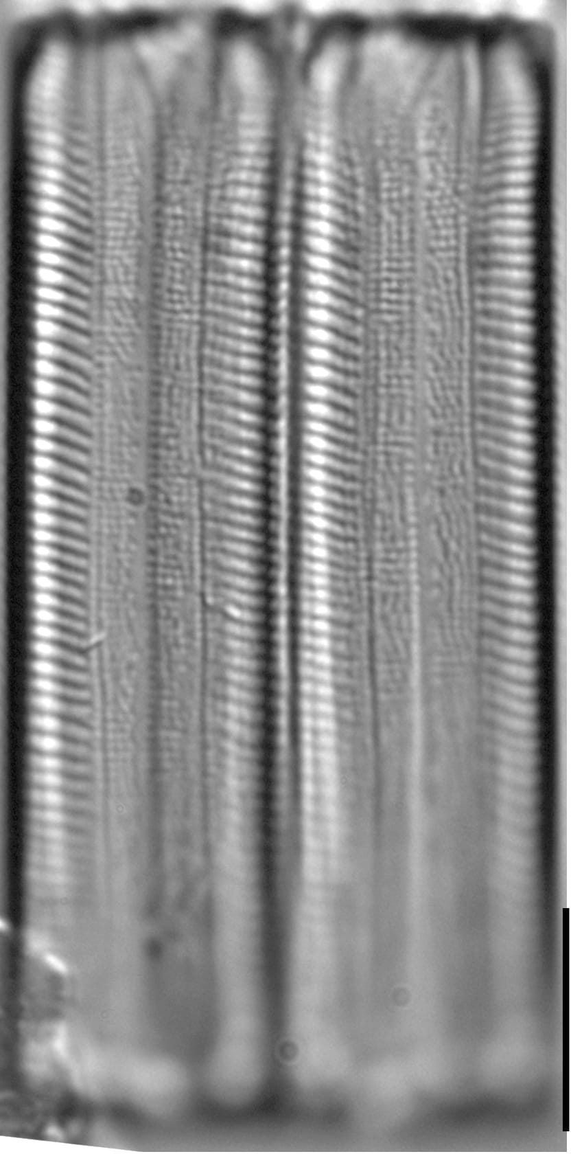 Eunotia obliquestriata LM1