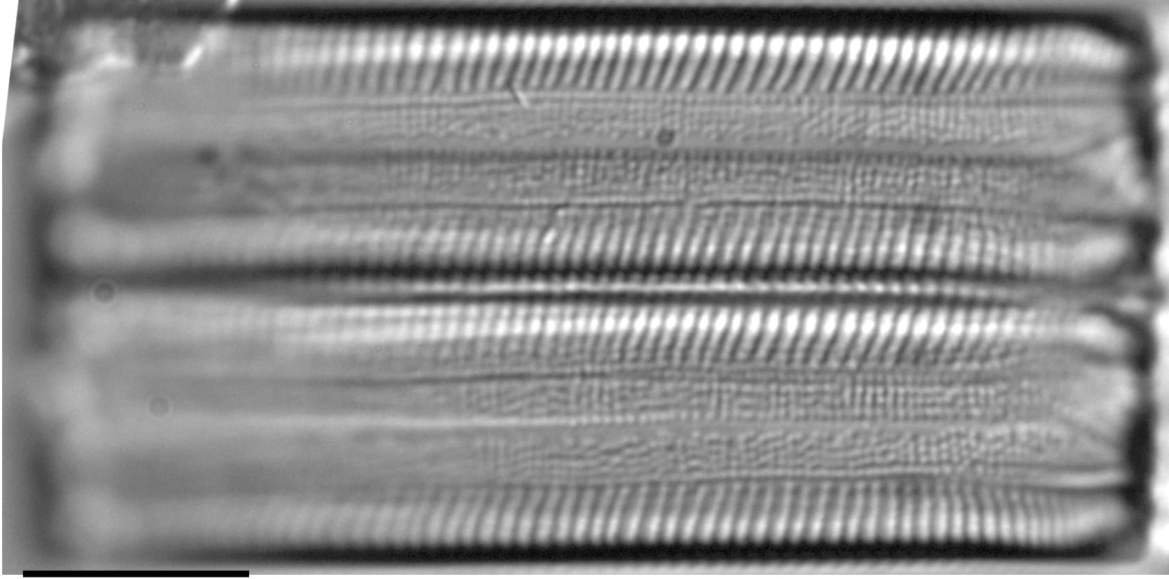 Eunotia obliquestriata LM1