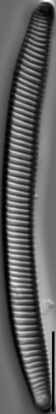 Eunotia obliquestriata LM2