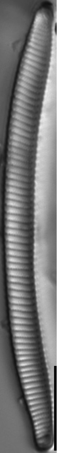 Eunotia obliquestriata LM3