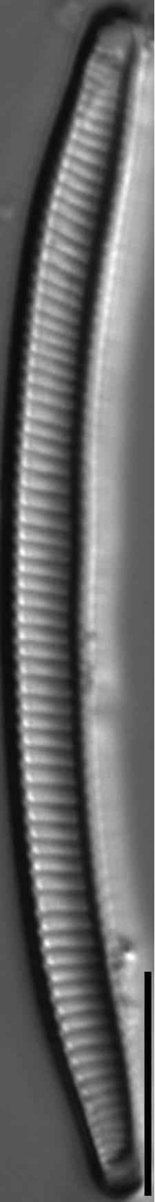 Eunotia obliquestriata LM4