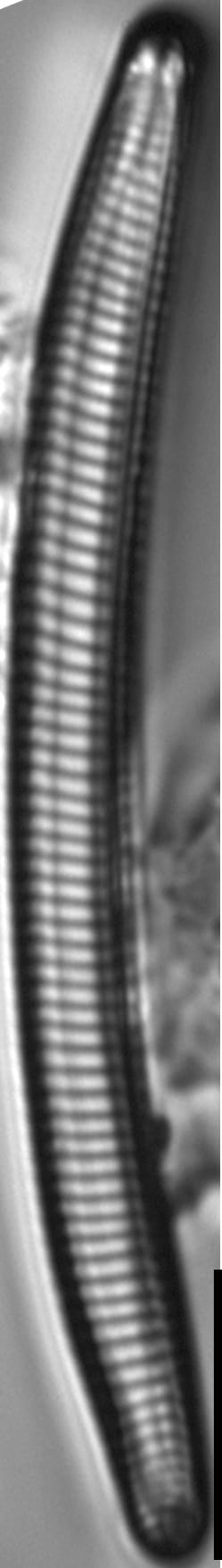 Eunotia obliquestriata LM5