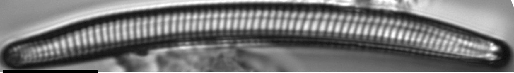 Eunotia obliquestriata LM5