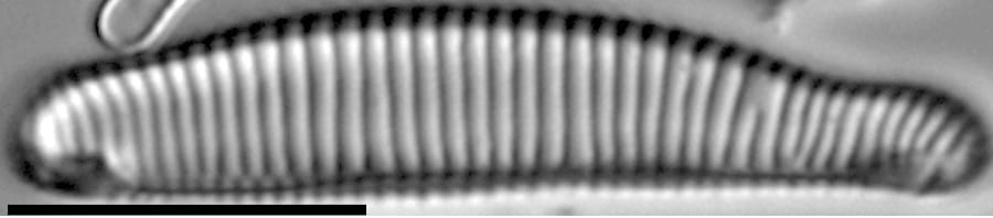 Eunotia apilioforma LM3