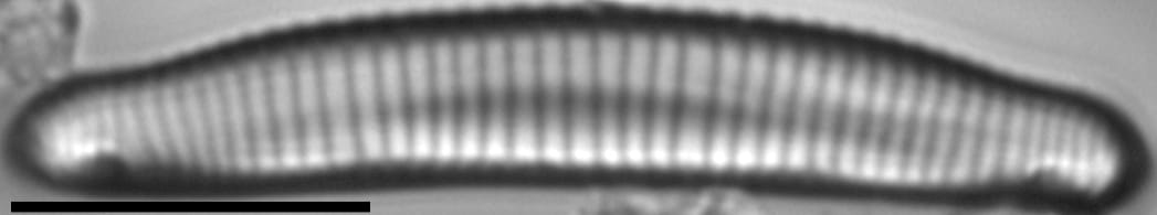 Eunotia apilioforma LM5