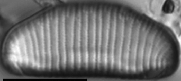 Eunotia richbuttensis LM6
