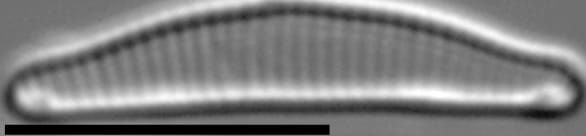 Eunotia rushforthii LM2