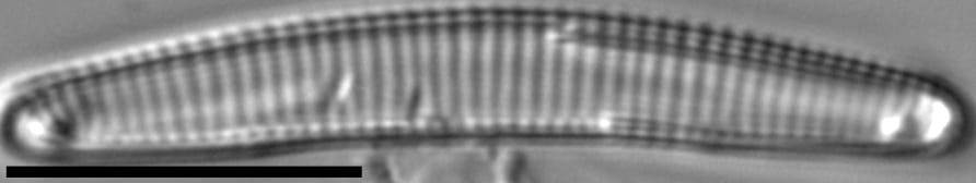 Eunotia rushforthii LM3