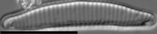 Eunotia rushforthii LM4