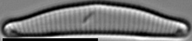 Eunotia rushforthii LM6