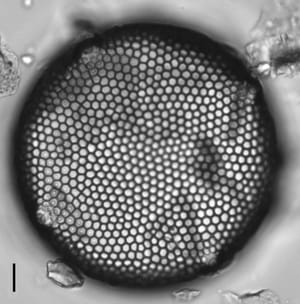 Eupodiscus Radiatus 056 3