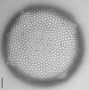 Eupodiscus Radiatus 057