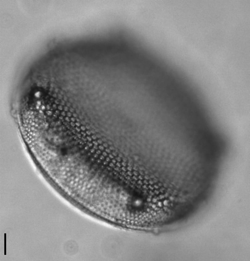 Eupodiscus Radiatus 062 1