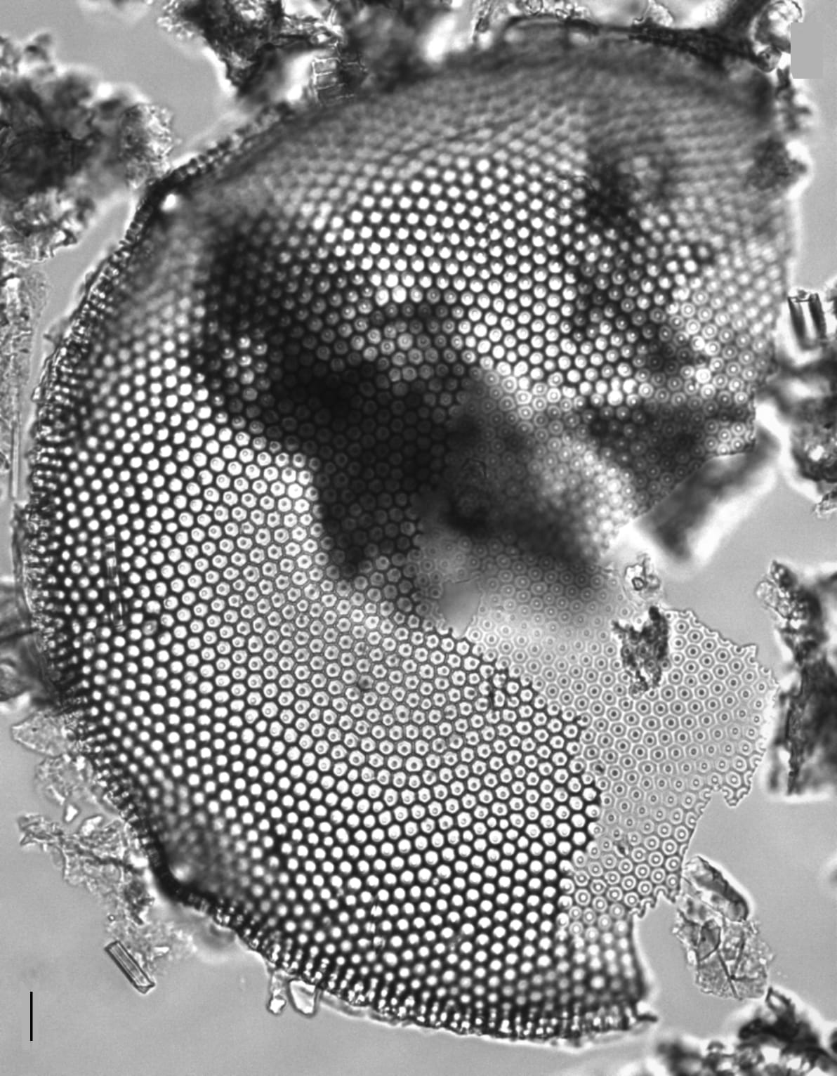 Eupodiscus Radiatus 064 3