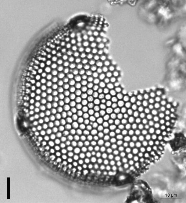 Eupodiscus Radiatus 067