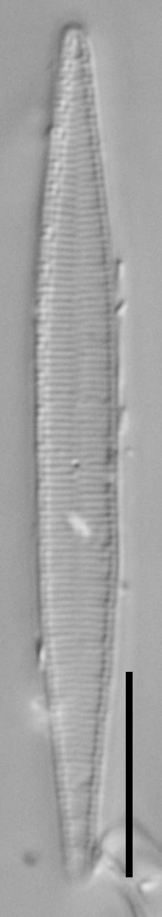 FEBIGER2646 Sdelic 1257 41 9