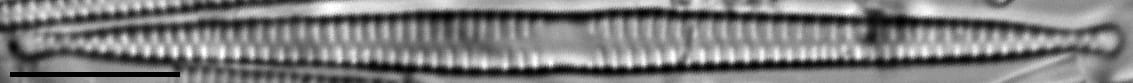 Framphicephaloides 2A