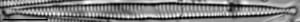 Framphicephaloides 2A