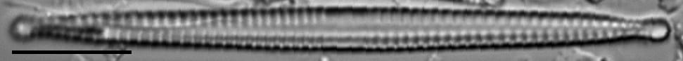 Framphicephaloides 6A