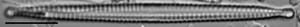 Framphicephaloides 6A