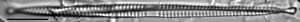 Frampicephaloides 1A