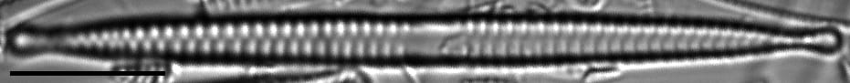 Frampicephaloides 4A